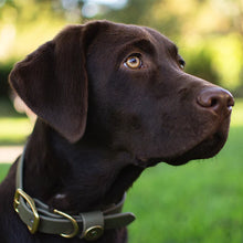 Load image into Gallery viewer, Over Under Water Dog Collar Olive