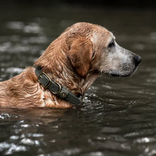 Load image into Gallery viewer, Over Under Water Dog Collar Olive