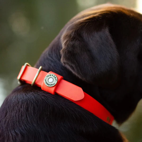 Over Under Water Dog Collar Blaze Orange